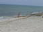 dsc00310.jpg