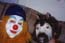 clownhorse.jpg